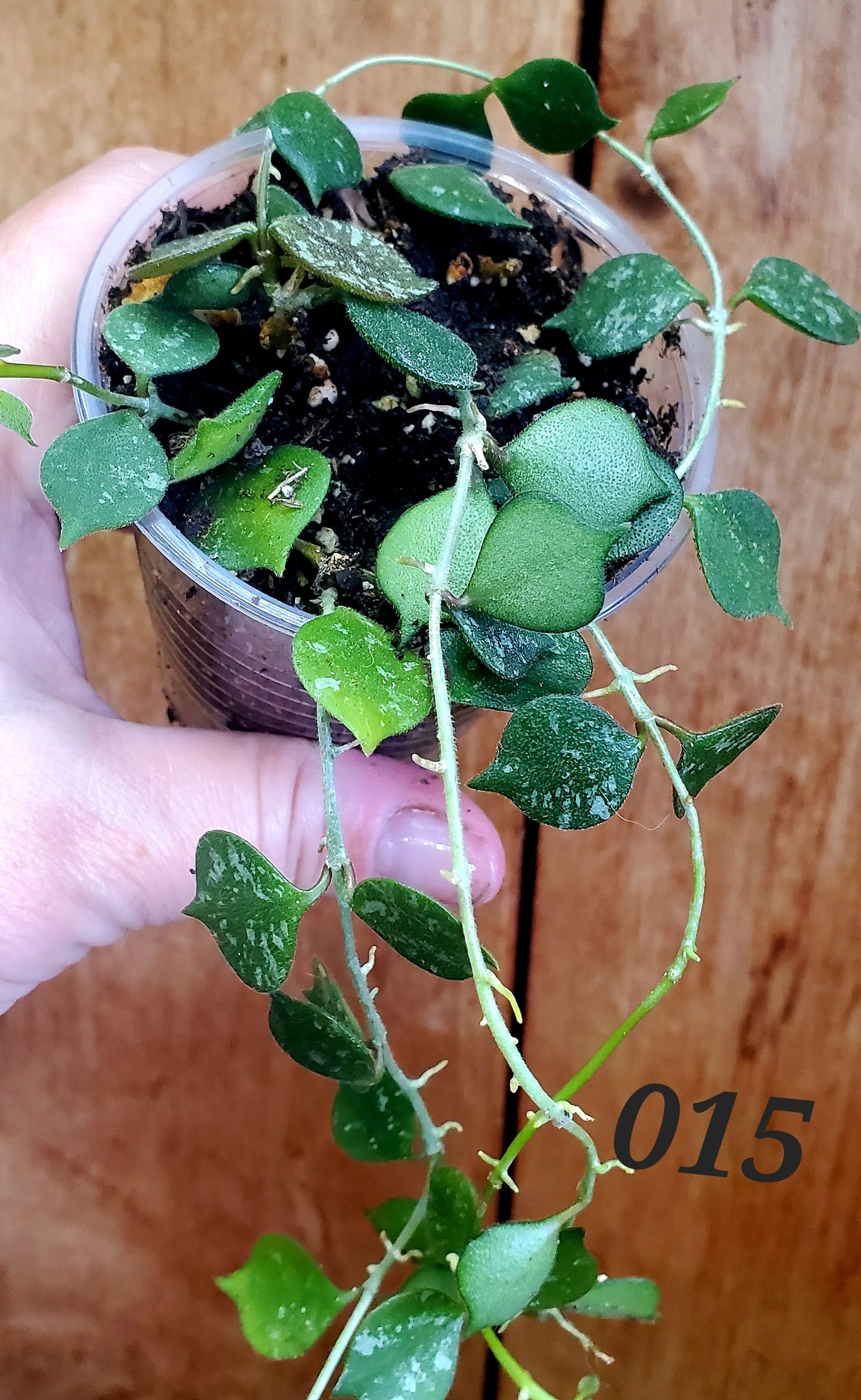 Hoya Curtisii cutting (2 cuttings 2+ nodes each)
