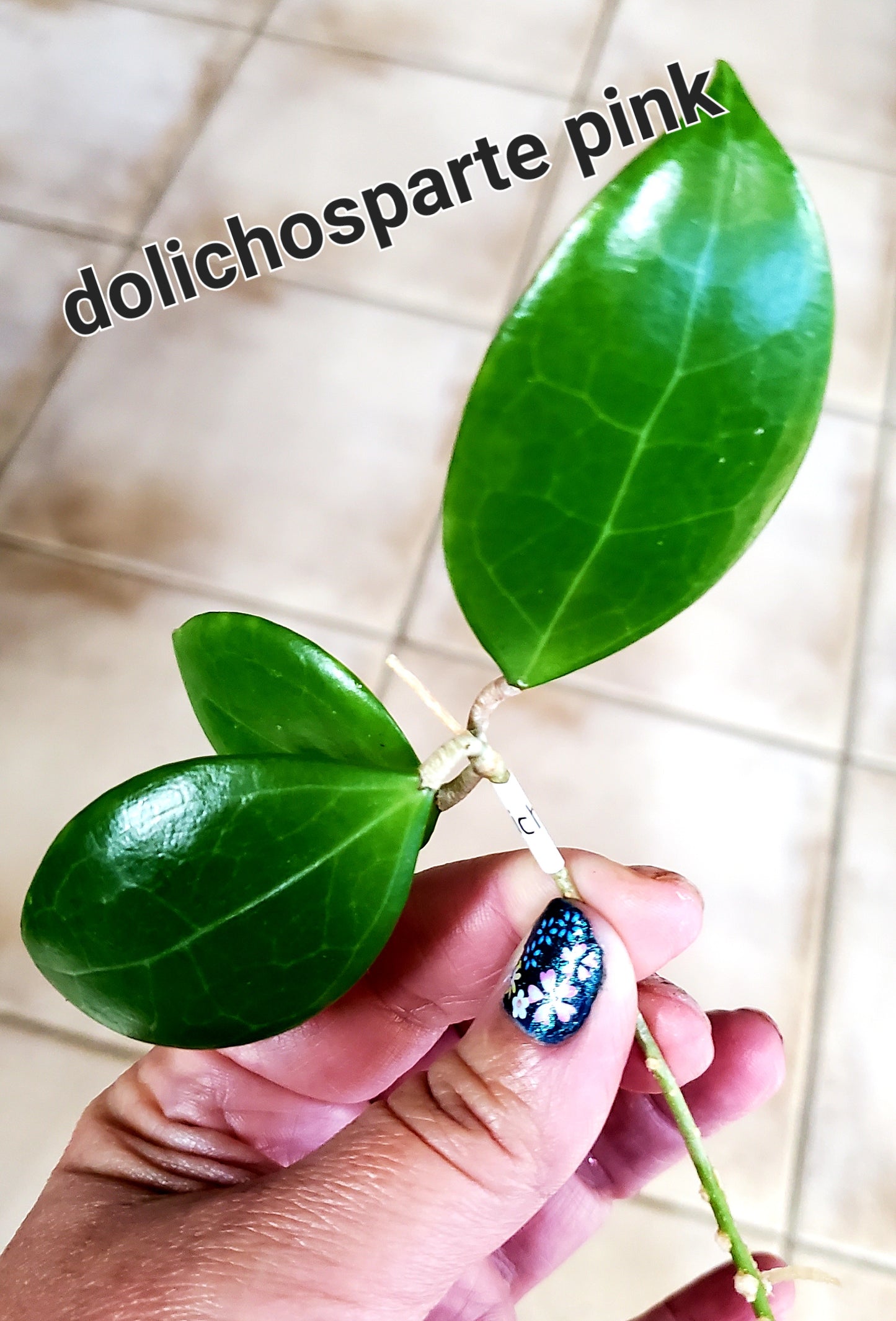 Hoya Dolichosparte Pink (Ship to Canada only)