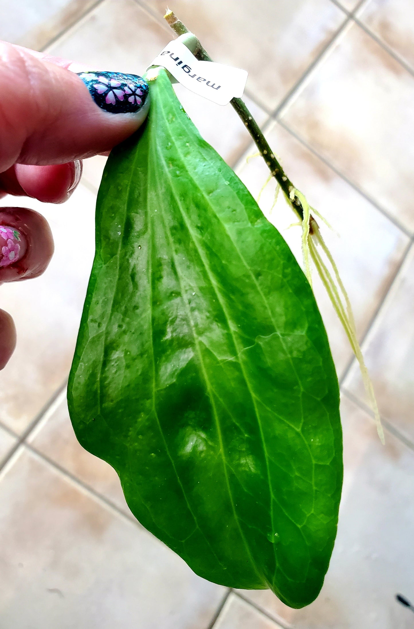 Hoya marginata IML 1727