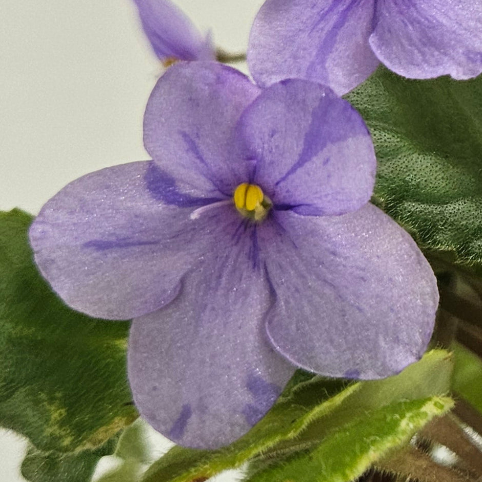 Allegro Appalachian Trail