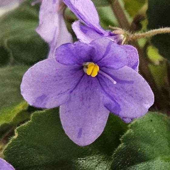 Allegro Appalachian Trail