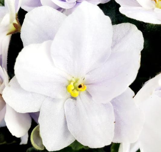 LE Nefritowaja Czasza