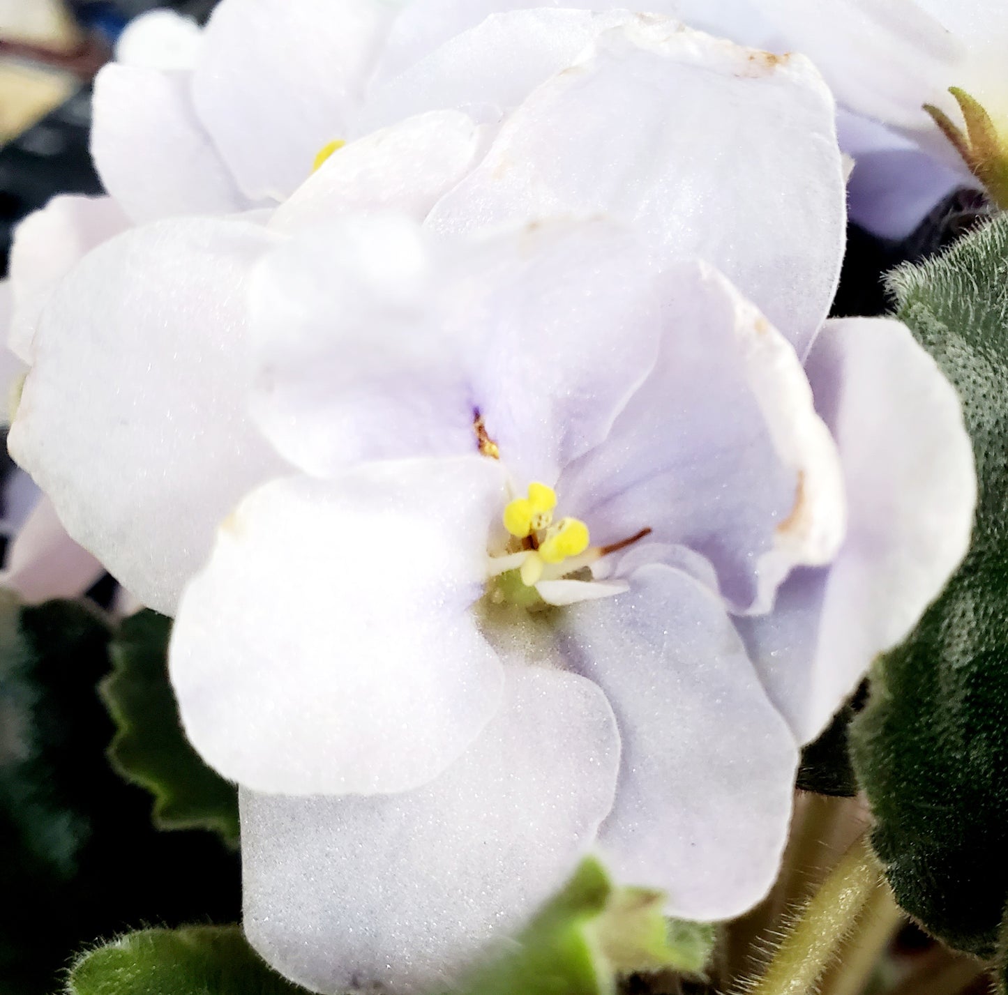 LE Nefritowaja Czasza