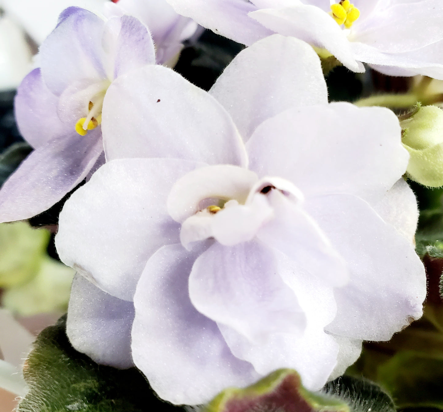 LE Nefritowaja Czasza