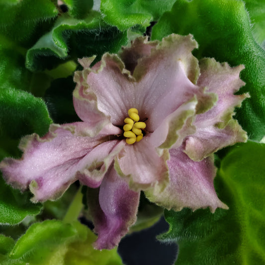 LE Maladhito Vaya Roza