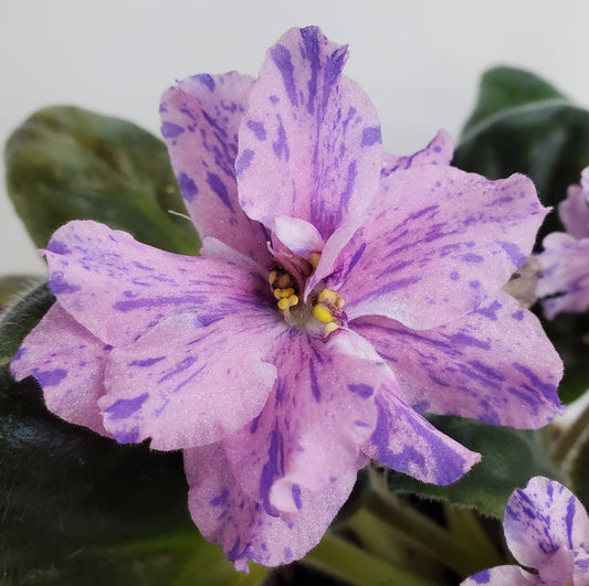 RS Niebieska Riviera