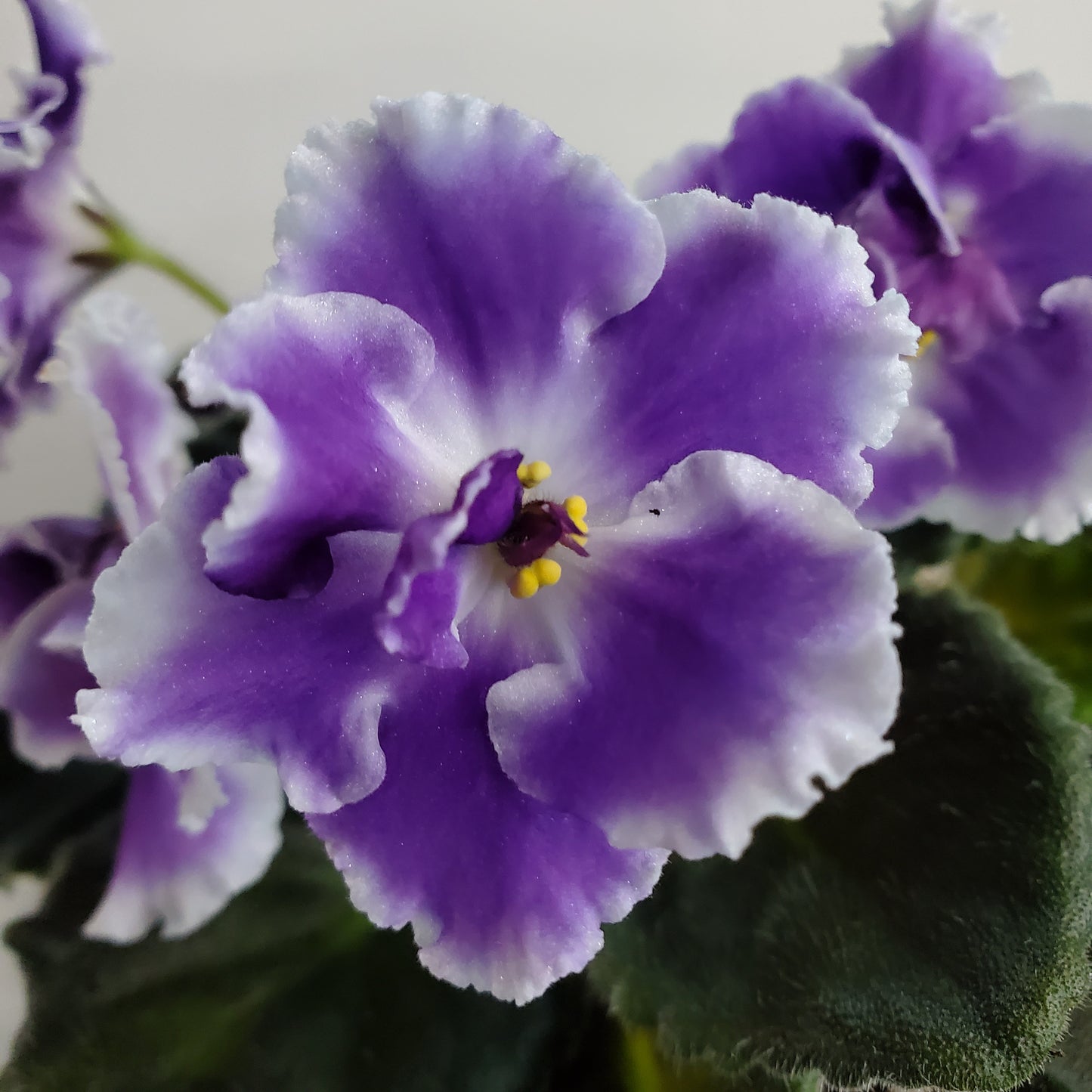 RS Raznoperistay Ptichka Sport