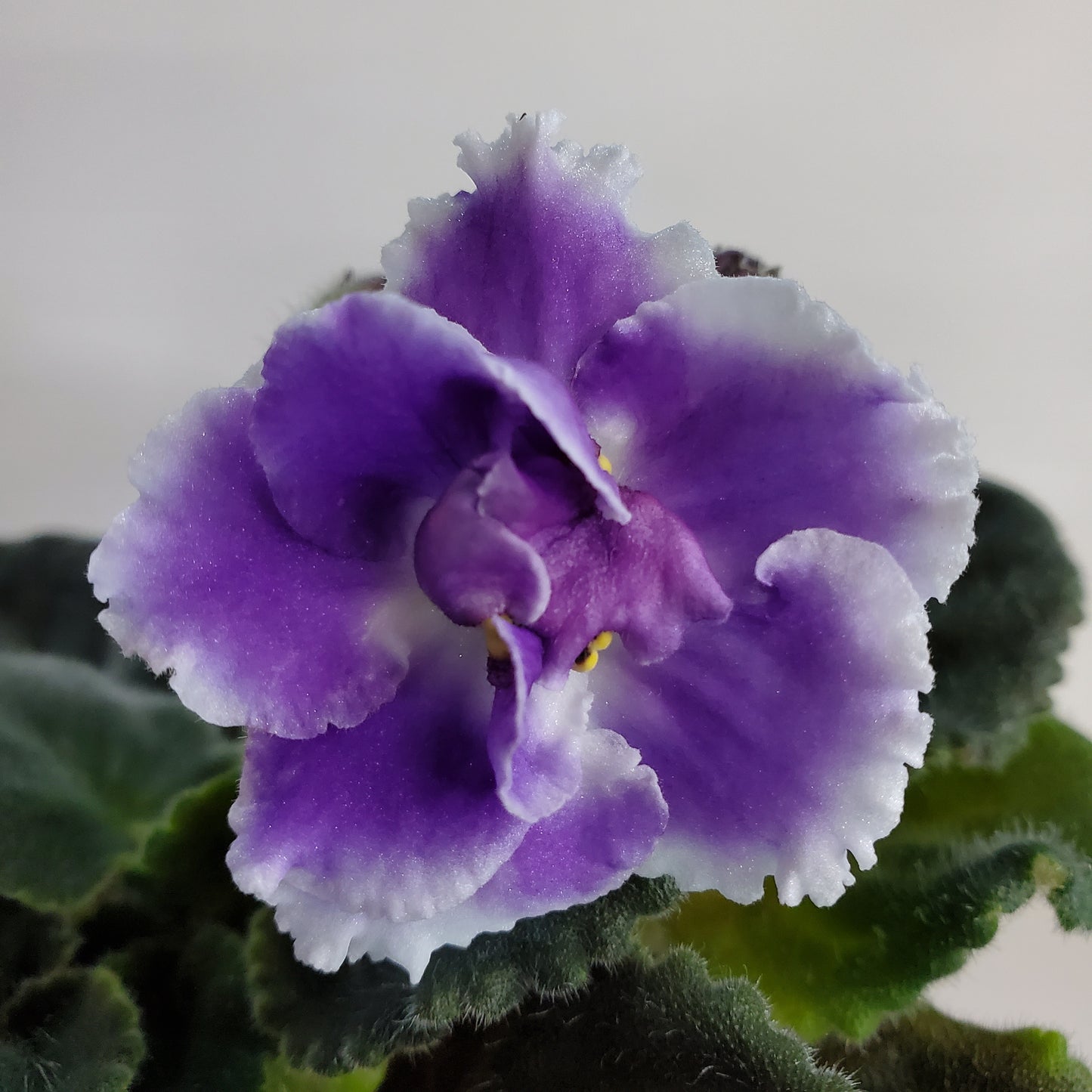 RS Raznoperistay Ptichka Sport