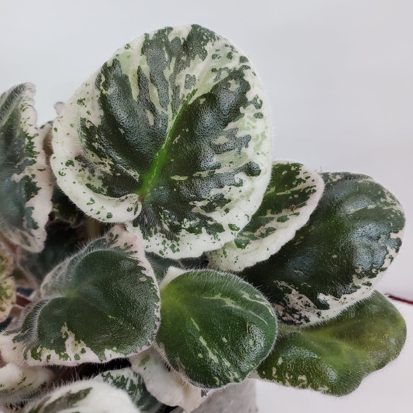 RS Volshebnaia Dolina