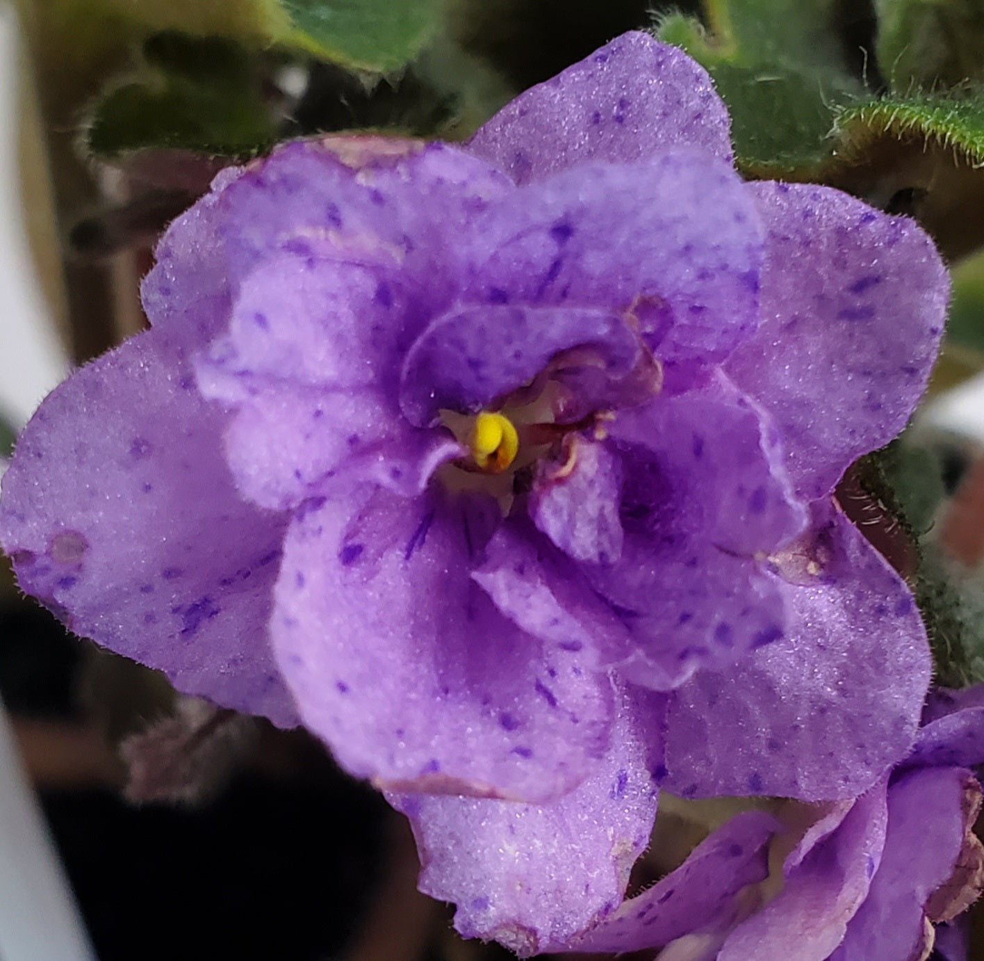 Skagit Victory Trail