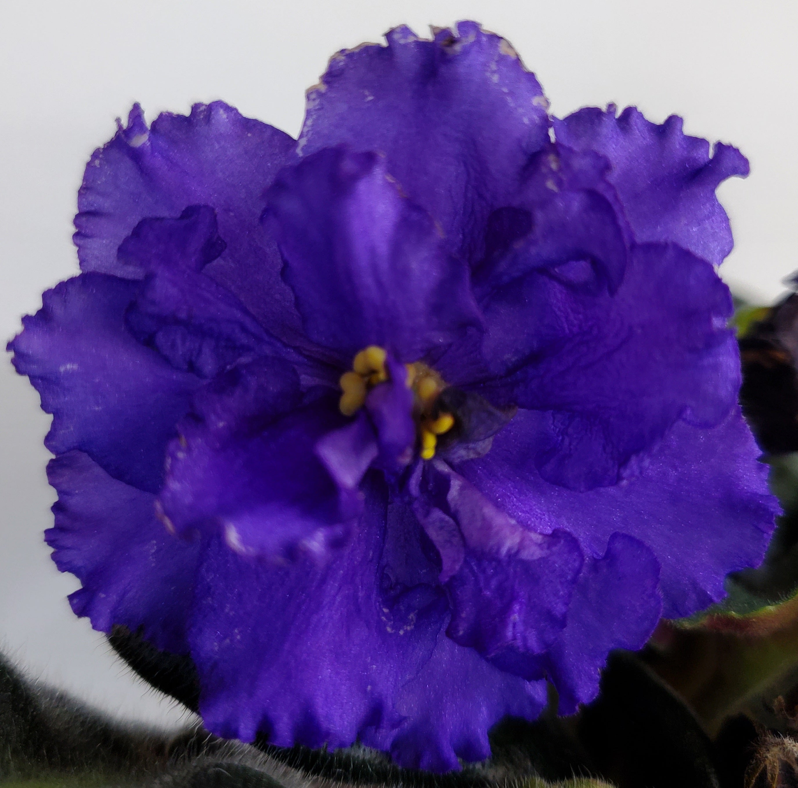 Spectacular Blue – bloomlovers.com