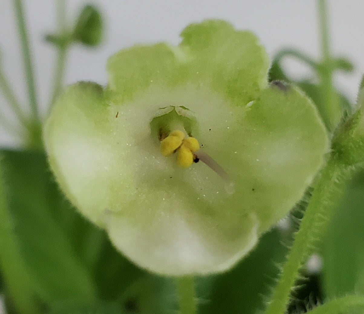 Morgan's Junior Mint