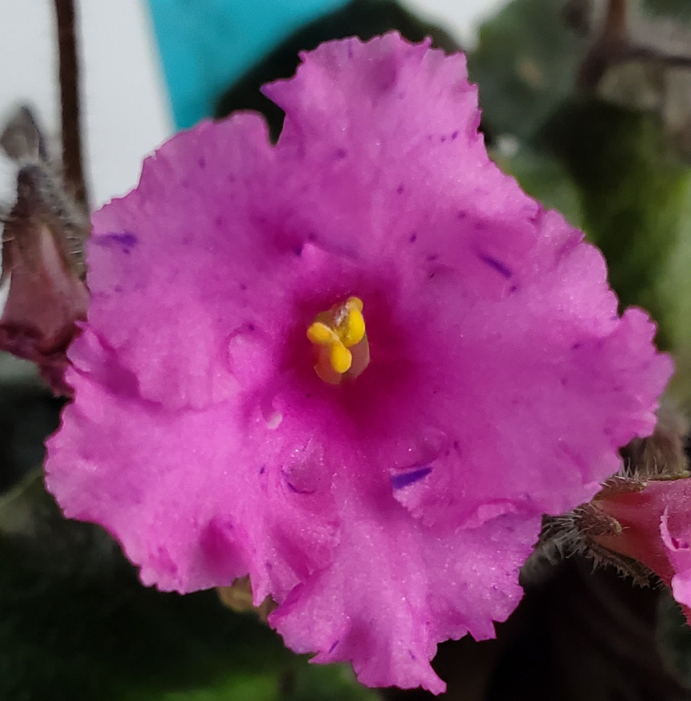 Imp's Fortutious Fancy