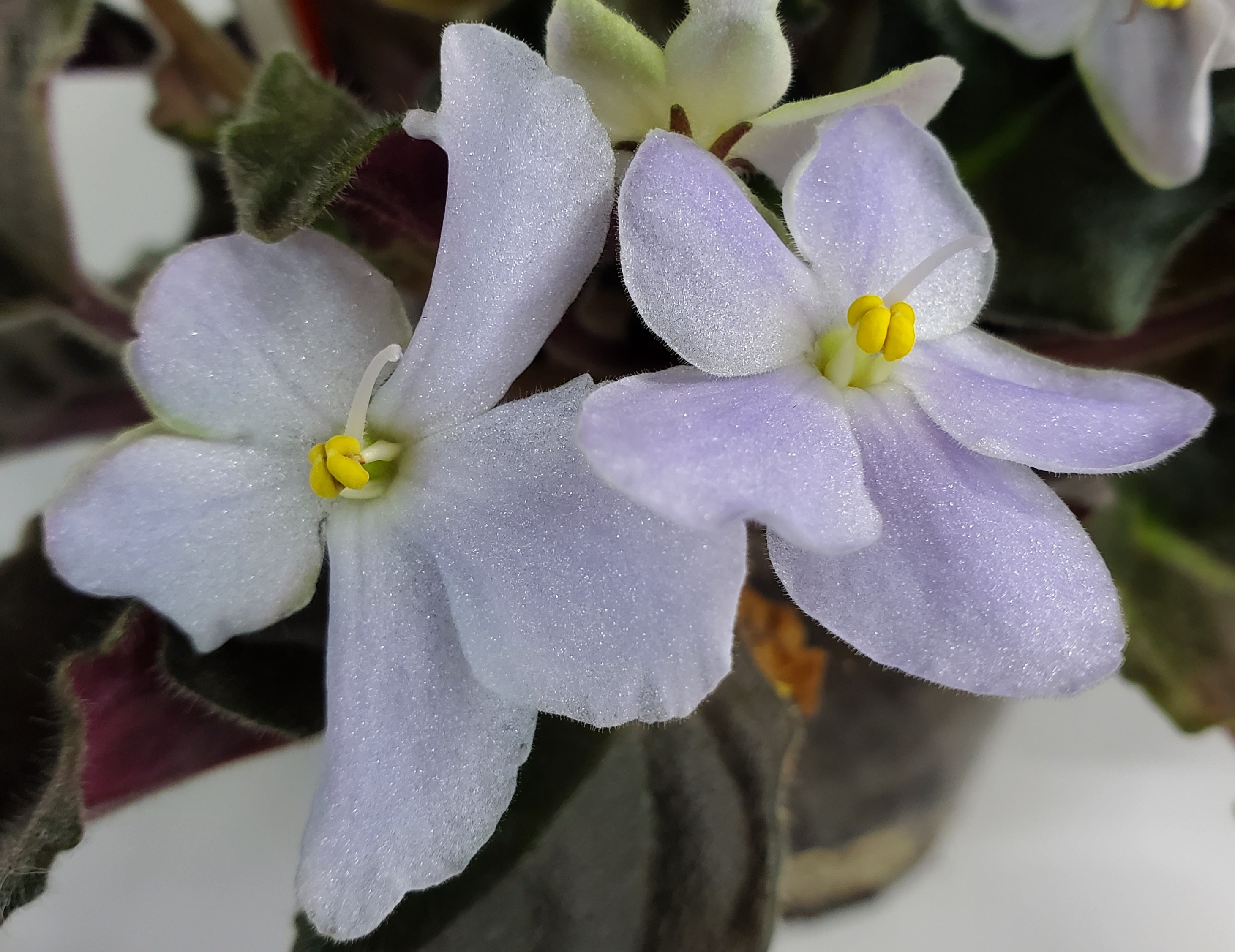 Tony's Blue Magic – bloomlovers.com