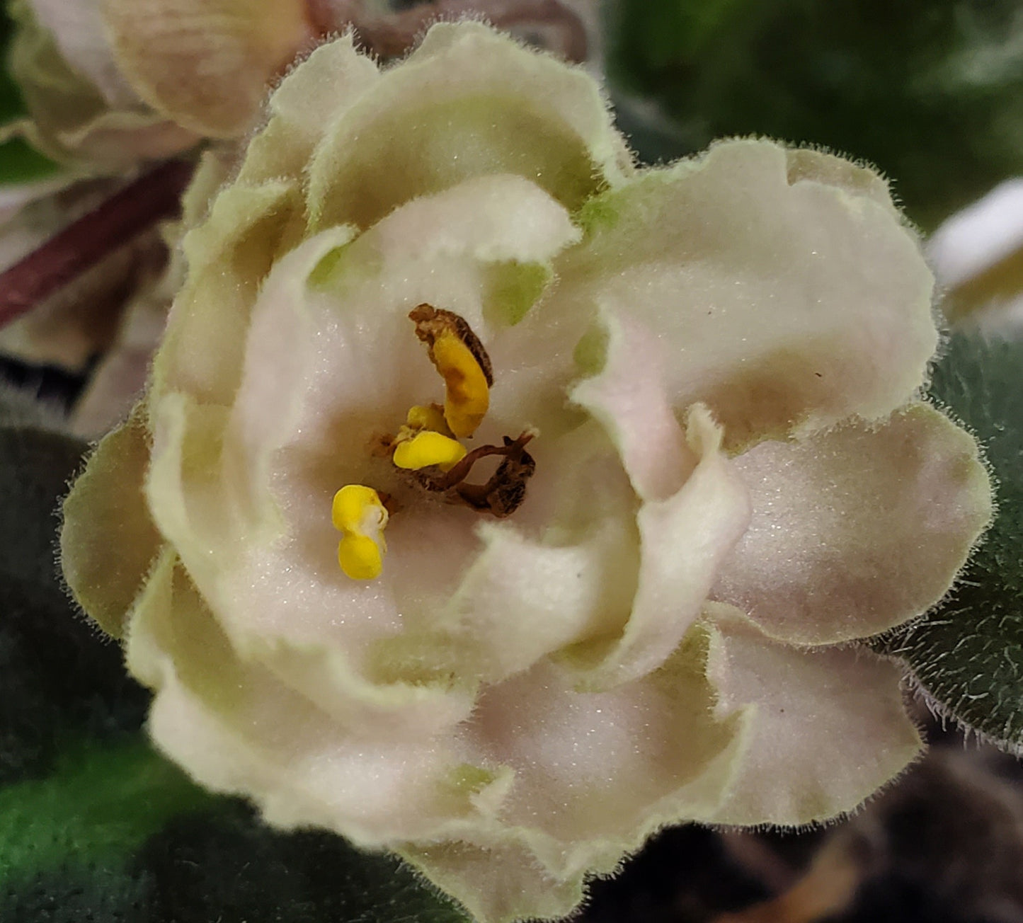 TV Zhamchuzhina Nila