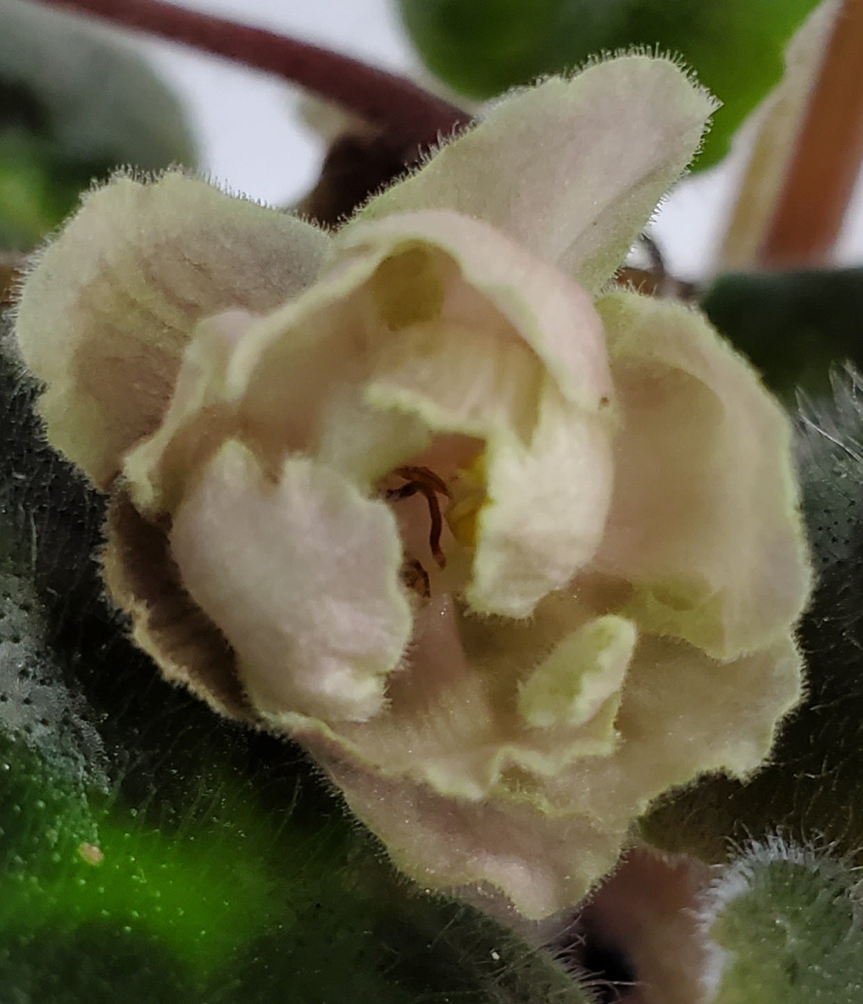 TV Zhamchuzhina Nila