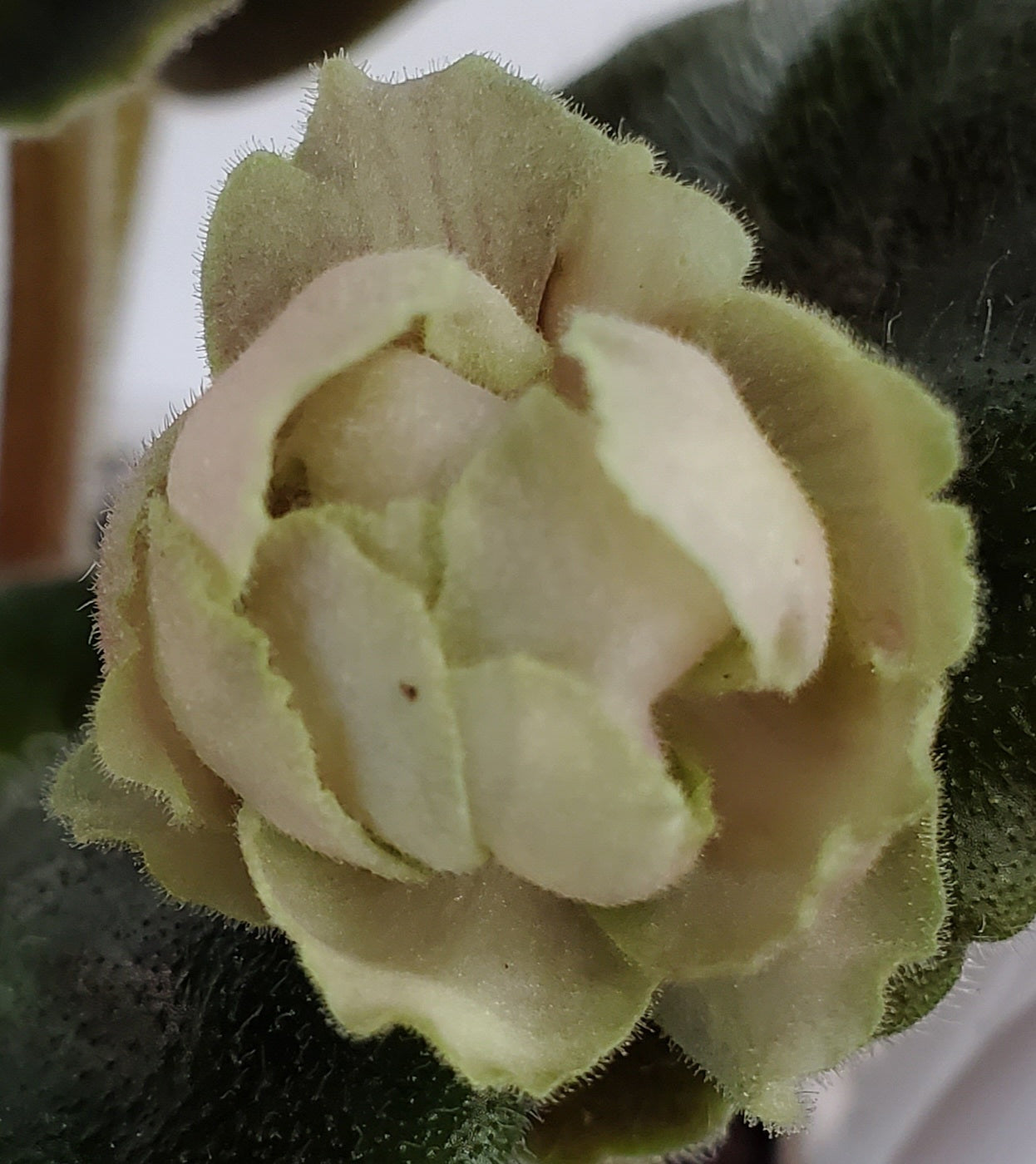 TV Zhamchuzhina Nila