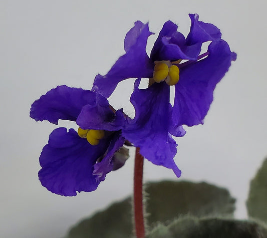 Wizzard's Siege Perilous