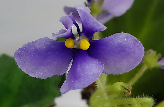 Wizzard's Vita Merlini