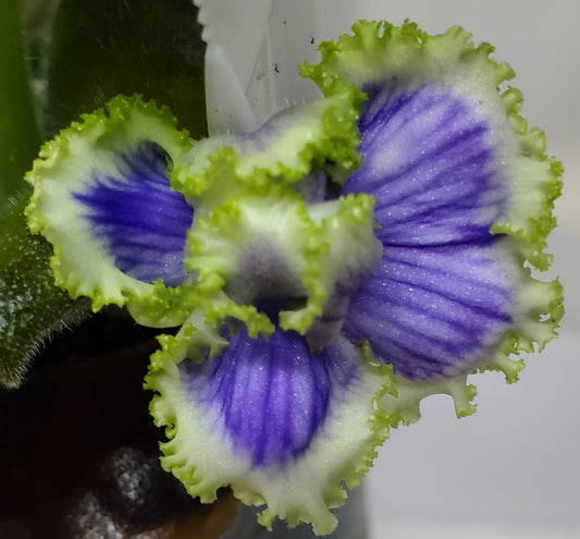 Cajun's Royal Jewels