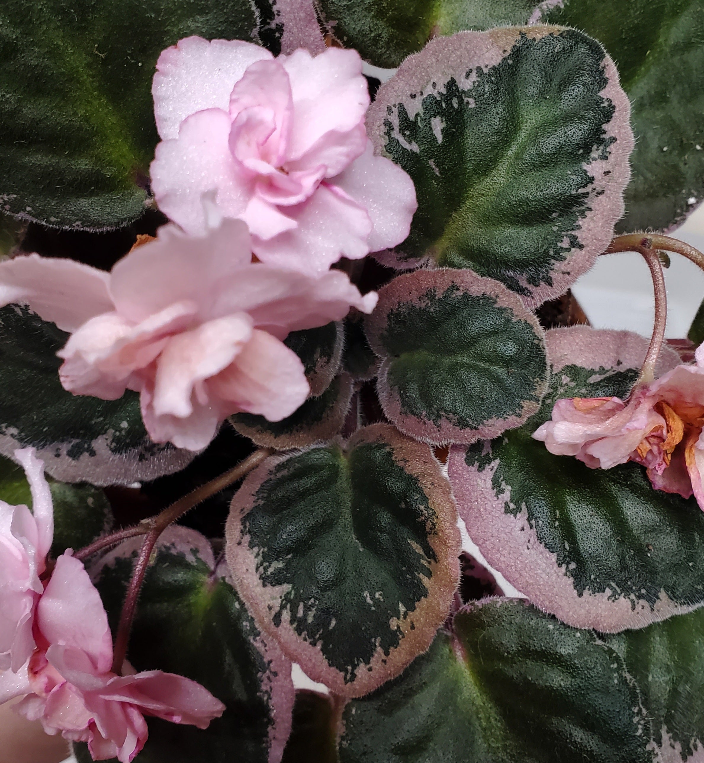 20250809_210110.jpg?v=