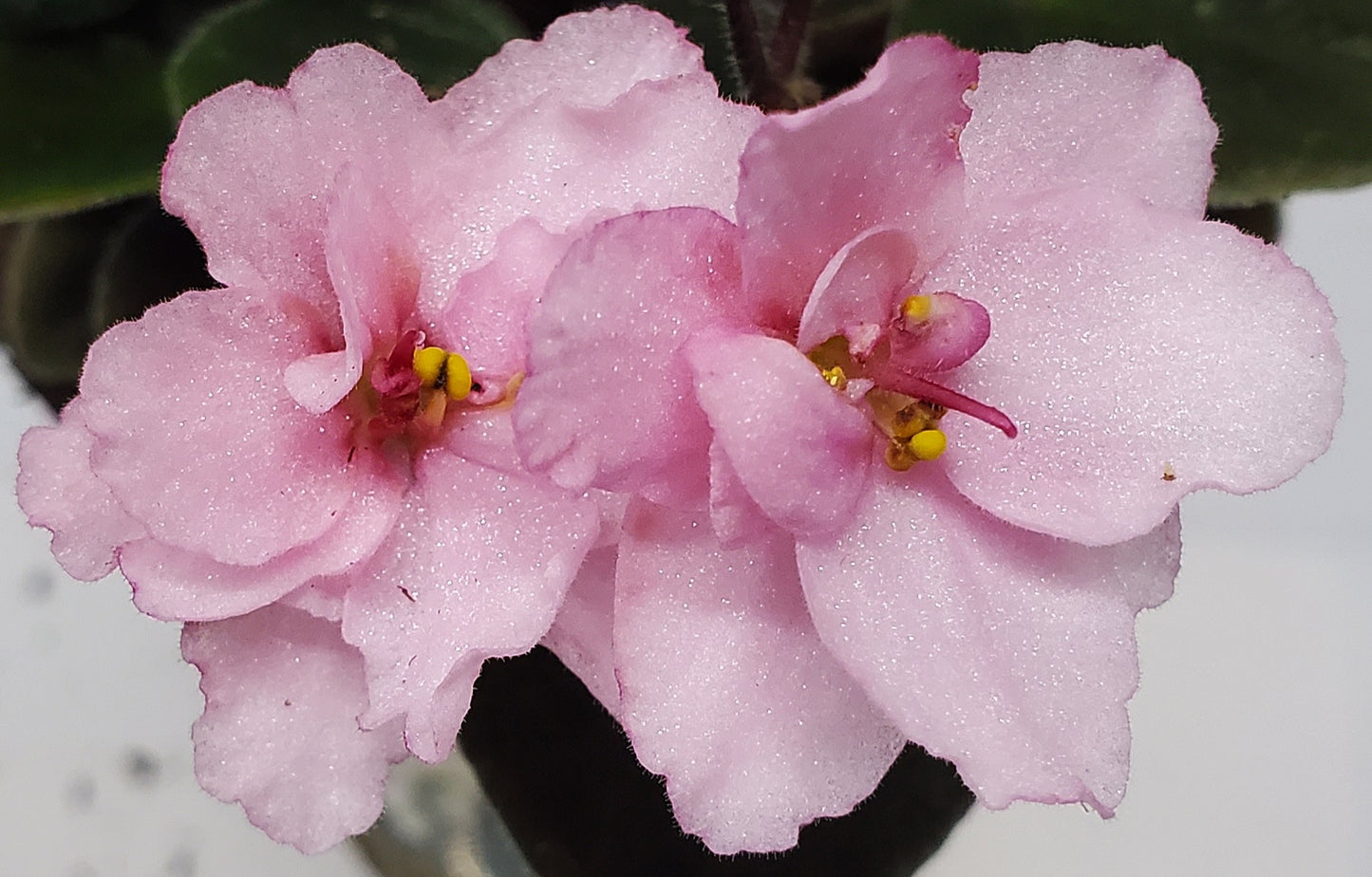 Morgan's Maeves Blush