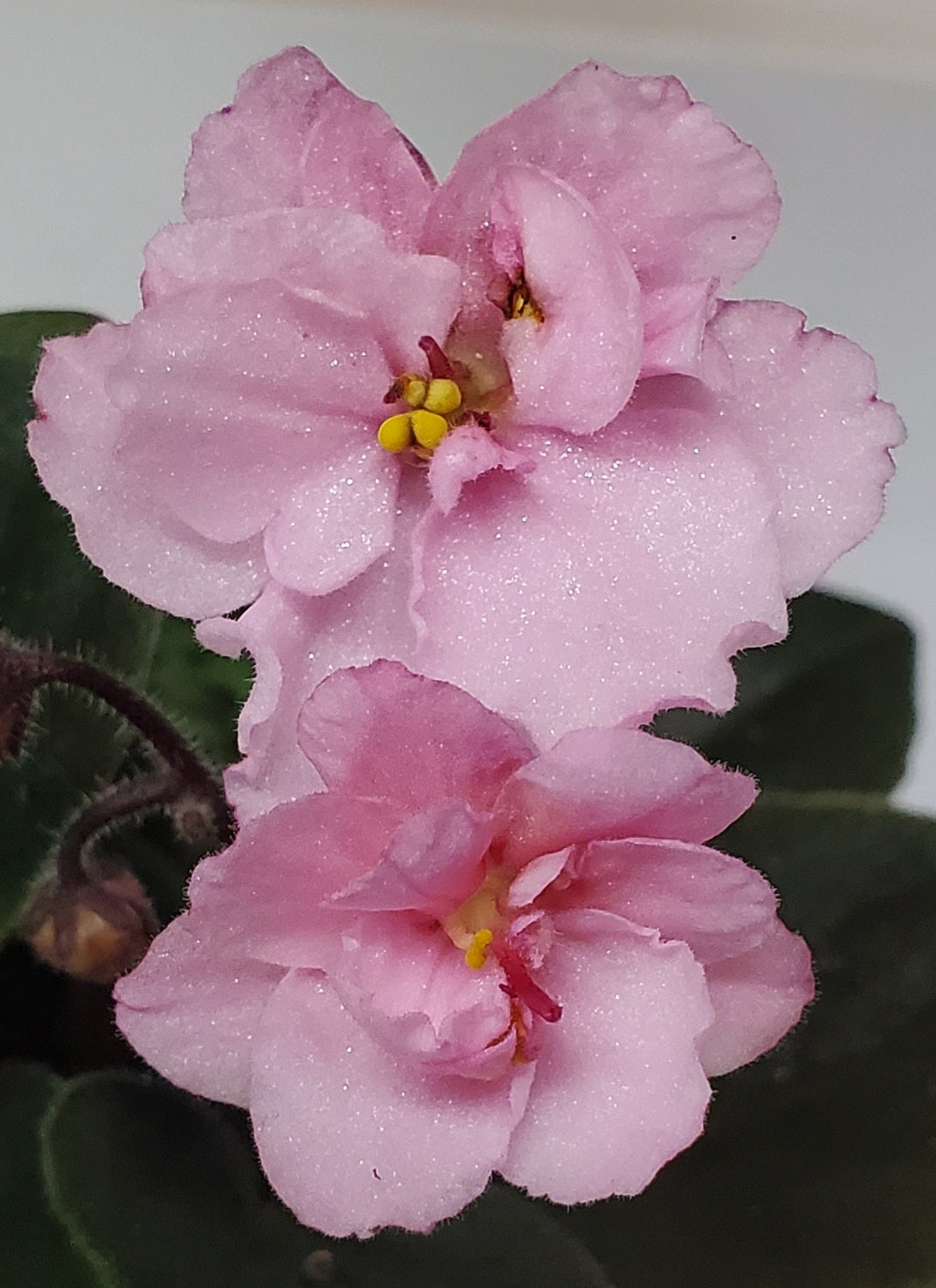 Morgan's Maeves Blush