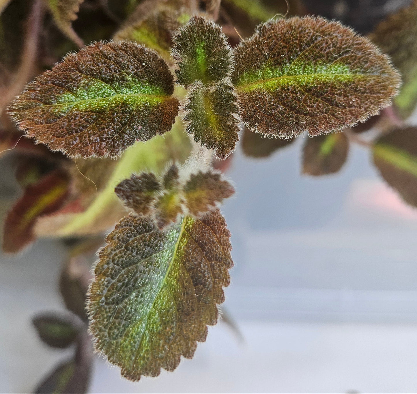 Episcia Lilacina fresh cut cutting / stolon