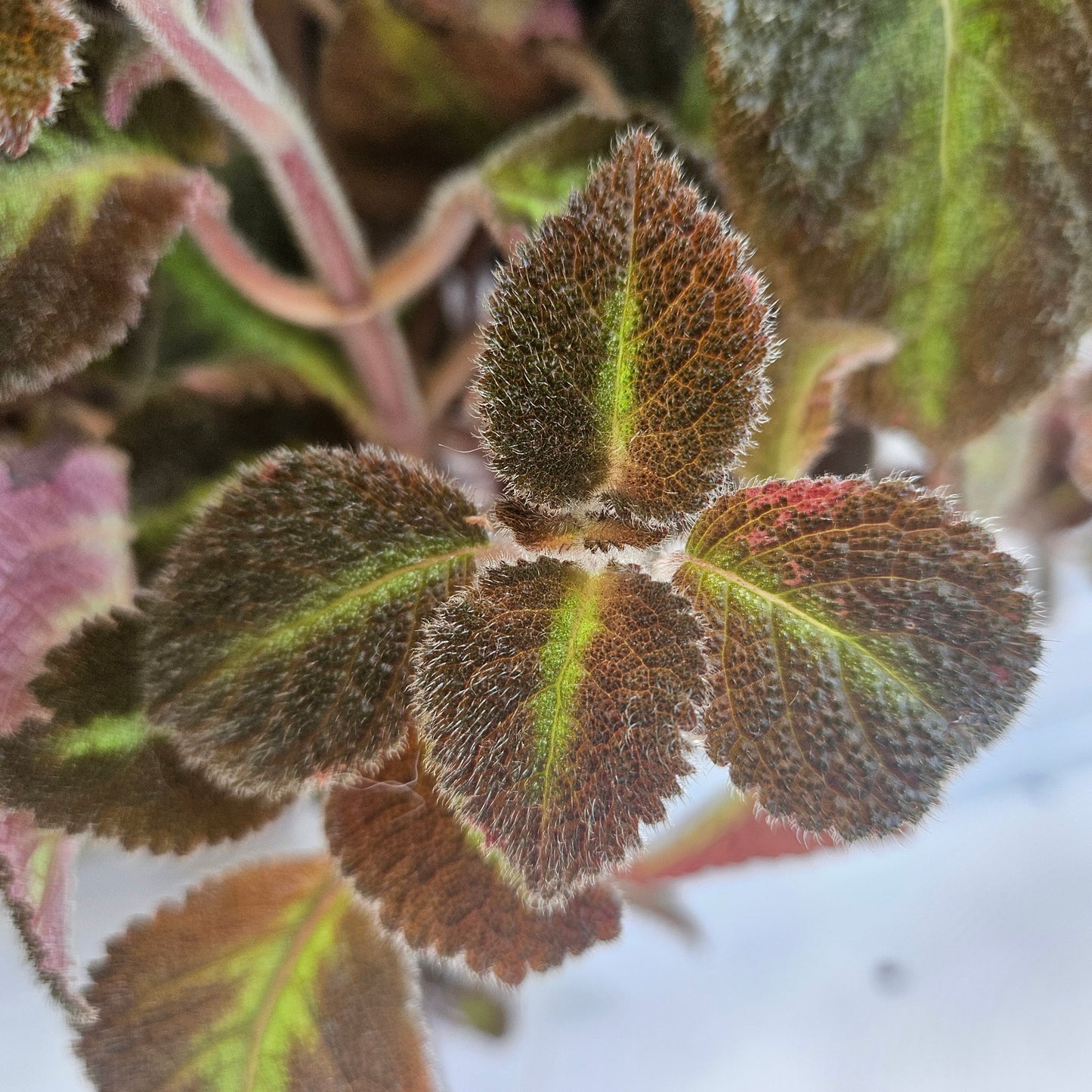 Episcia Lilacina fresh cut cutting / stolon