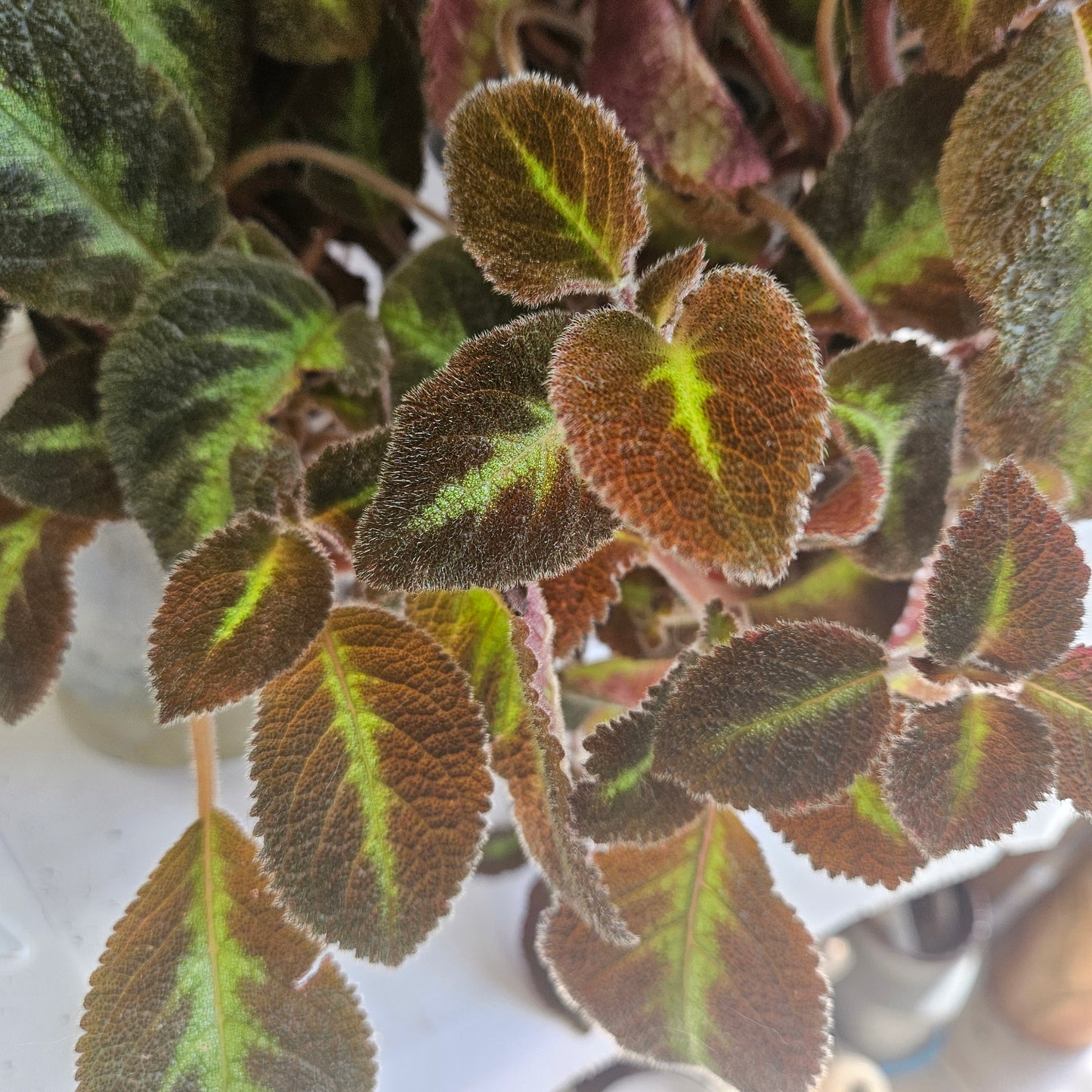 Episcia Lilacina fresh cut cutting / stolon