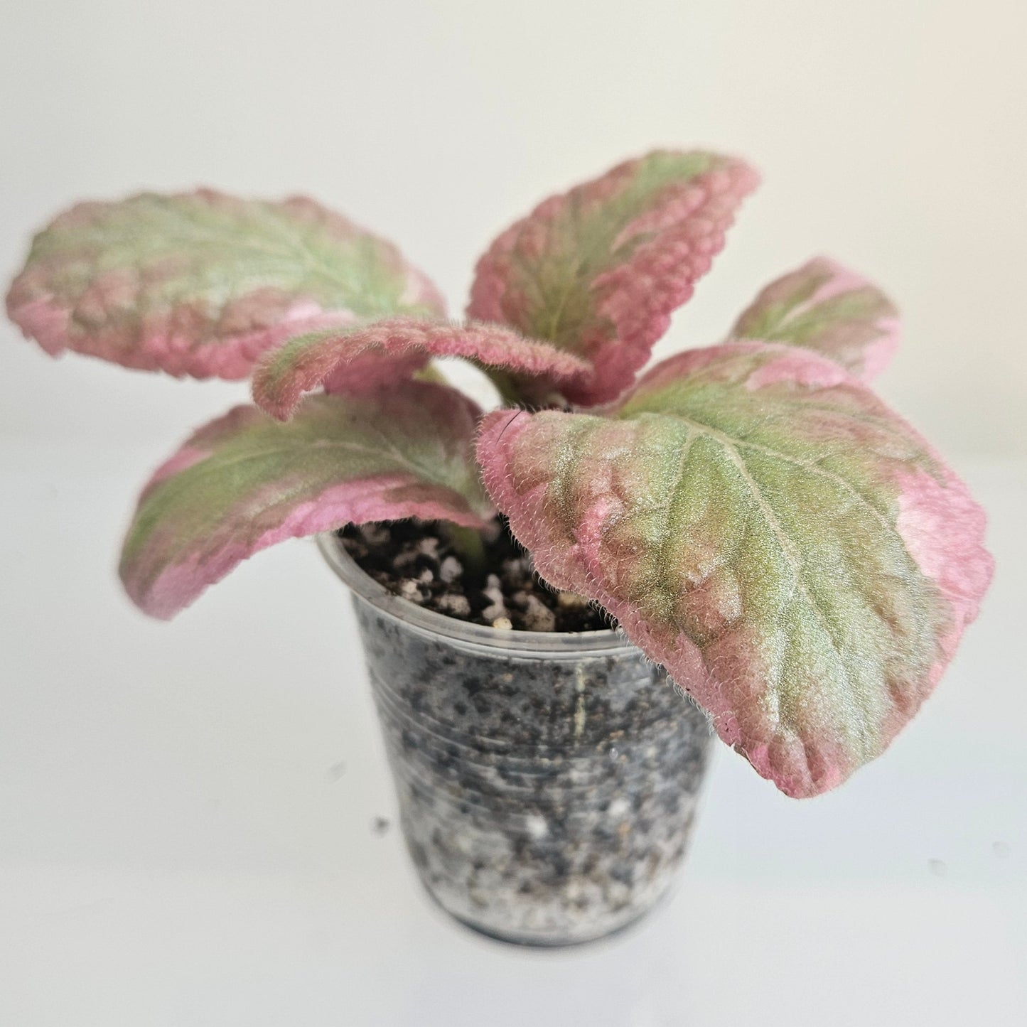 Episcia Pink Brocade fresh cut cutting / stolon