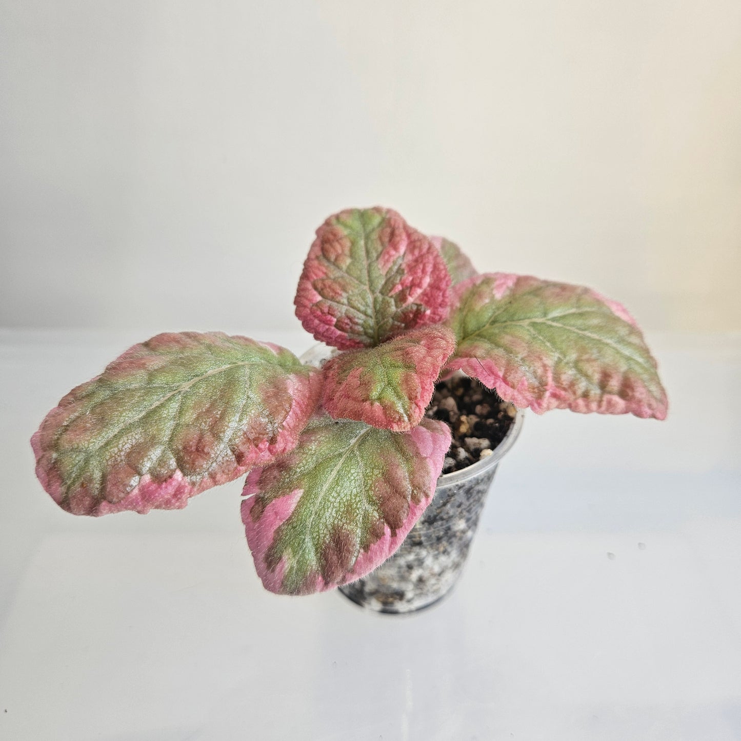 Episcia Pink Brocade fresh cut cutting / stolon
