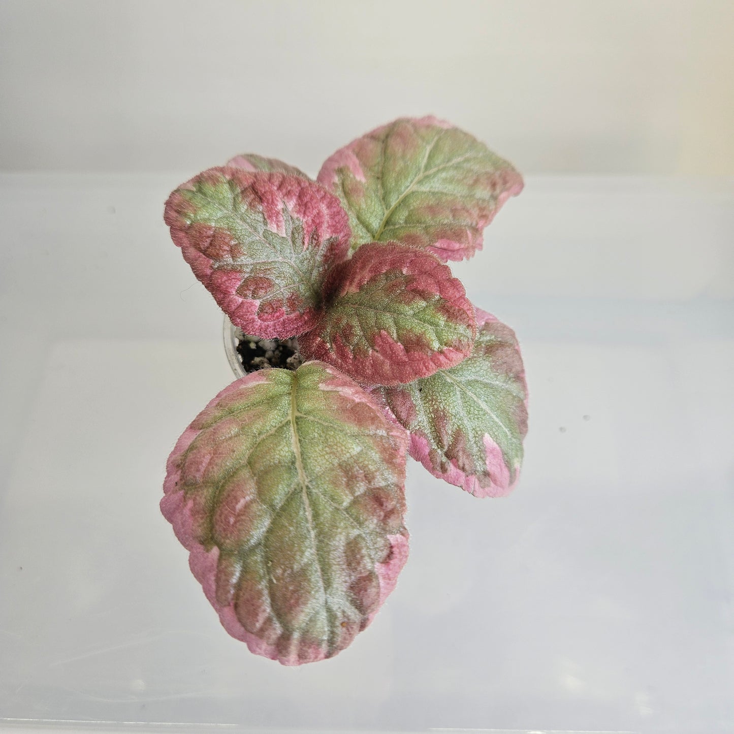 Episcia Pink Brocade fresh cut cutting / stolon