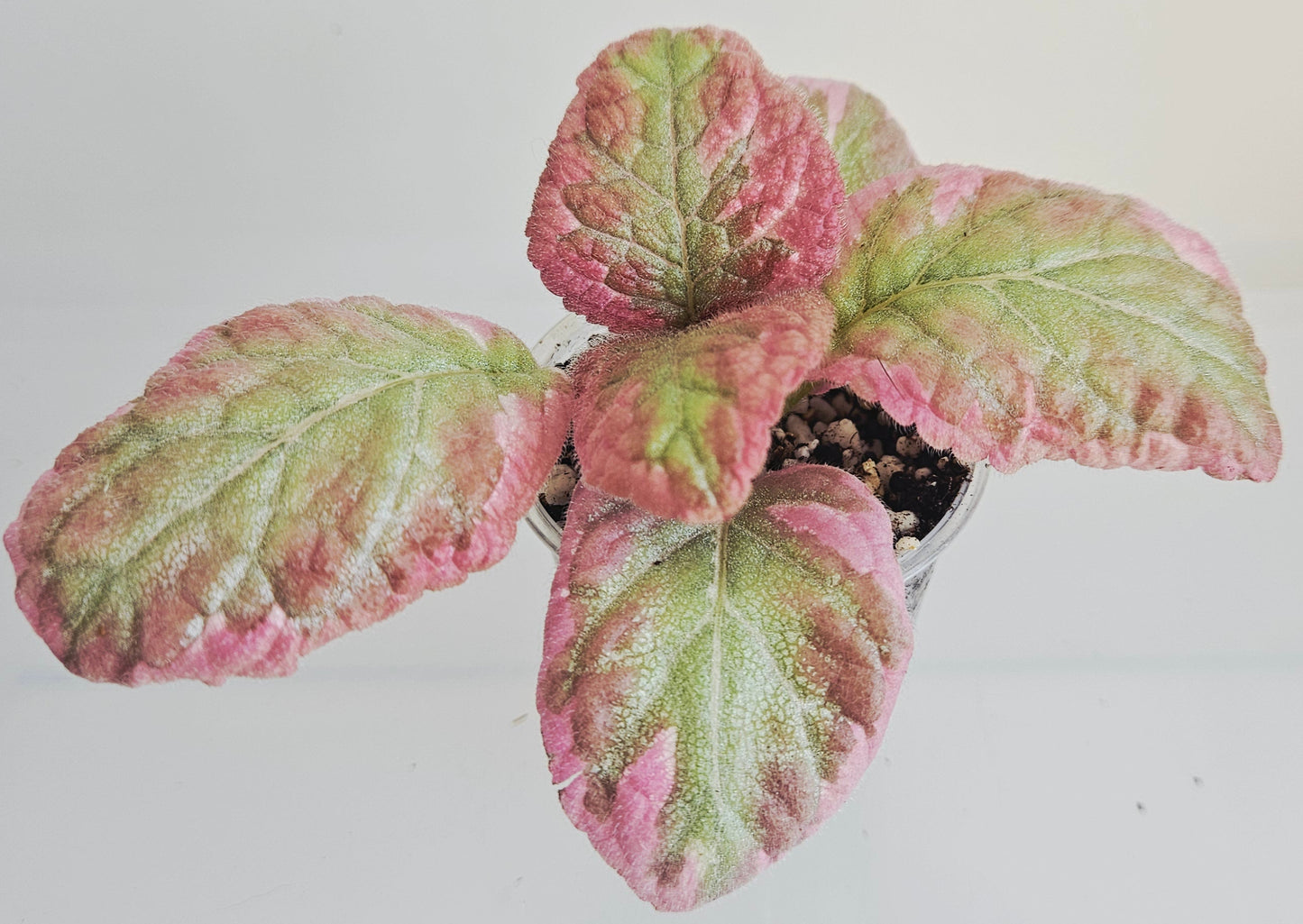 Episcia Pink Brocade fresh cut cutting / stolon