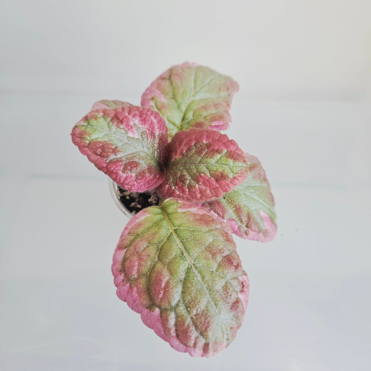 Episcia Pink Brocade fresh cut cutting / stolon