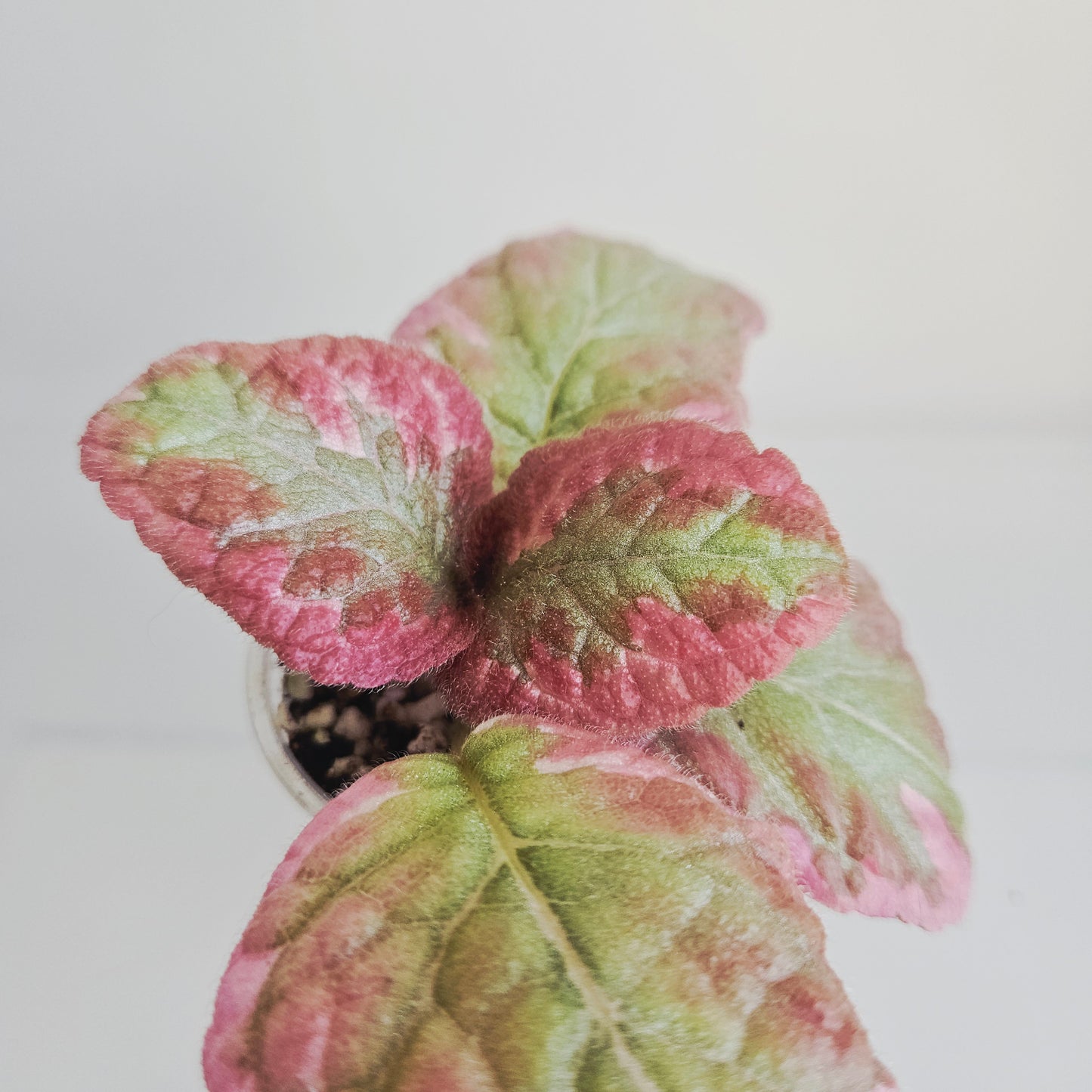 Episcia Pink Brocade fresh cut cutting / stolon
