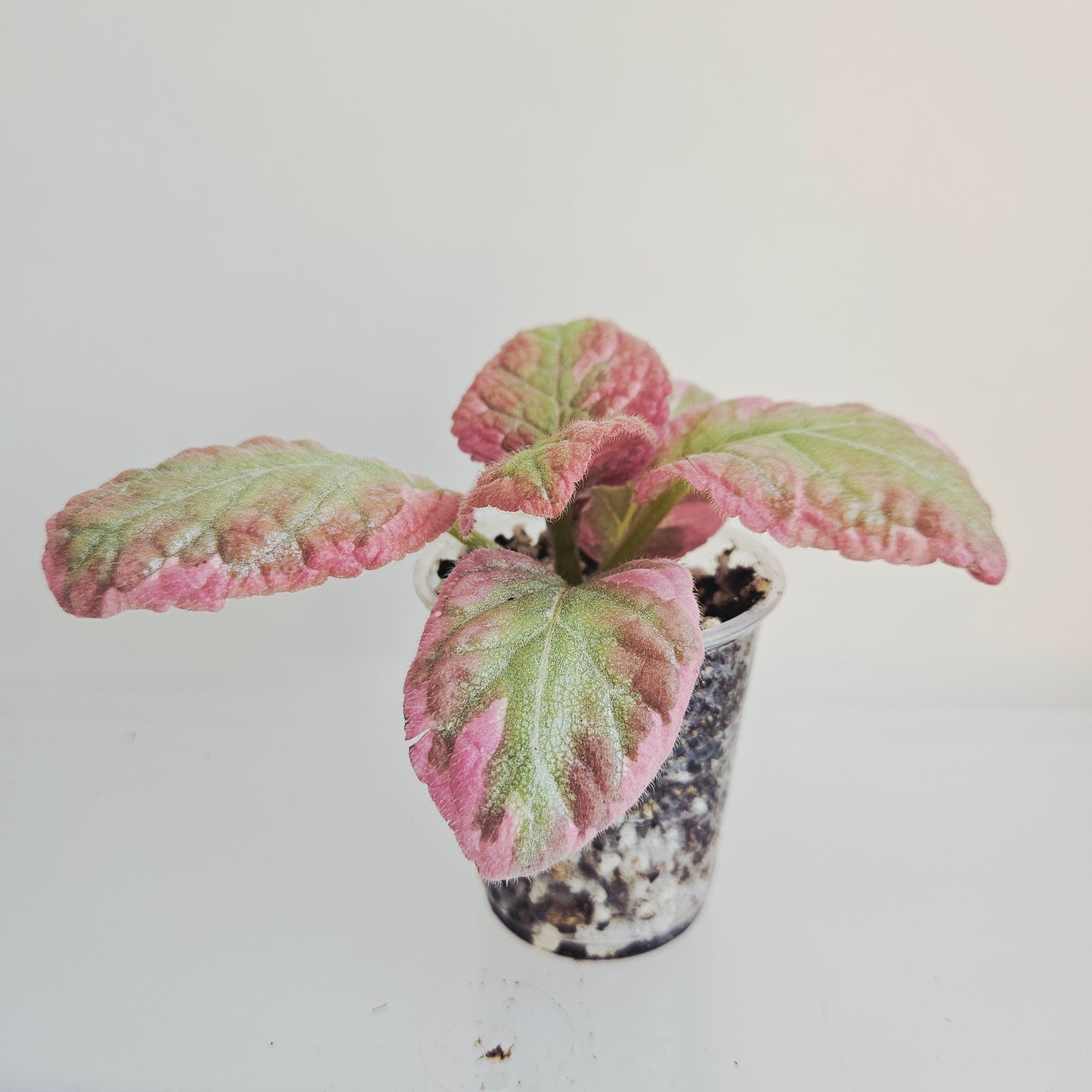 Episcia Pink Brocade fresh cut cutting / stolon