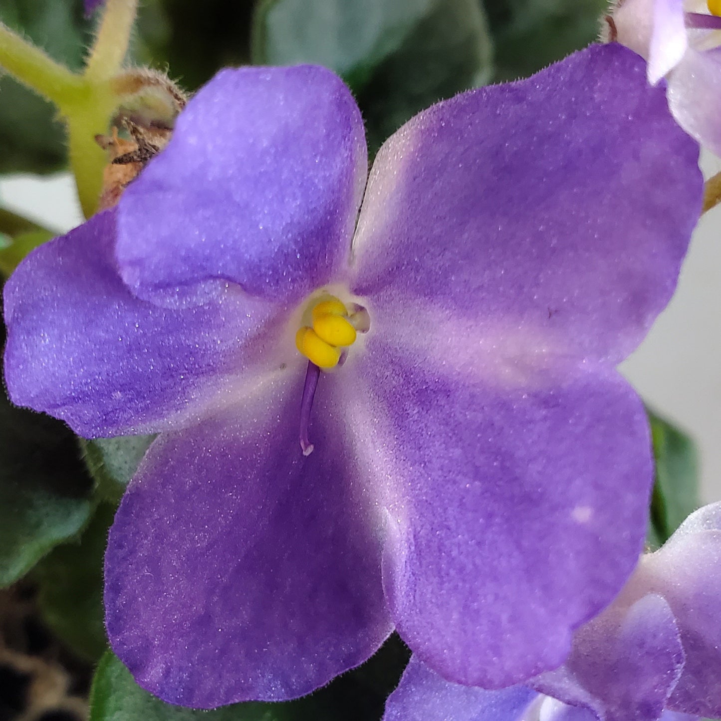 Anthoflores Little Axel