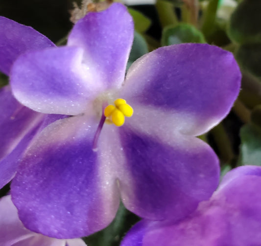 Anthoflores Little Axel