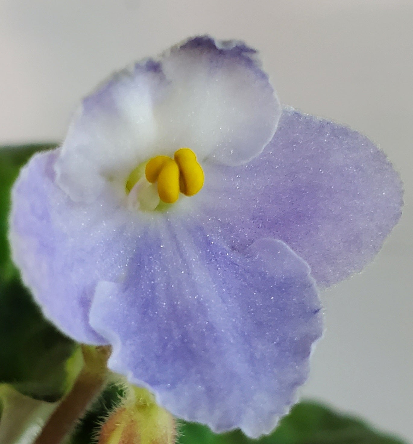 Bol's Early Morning Light