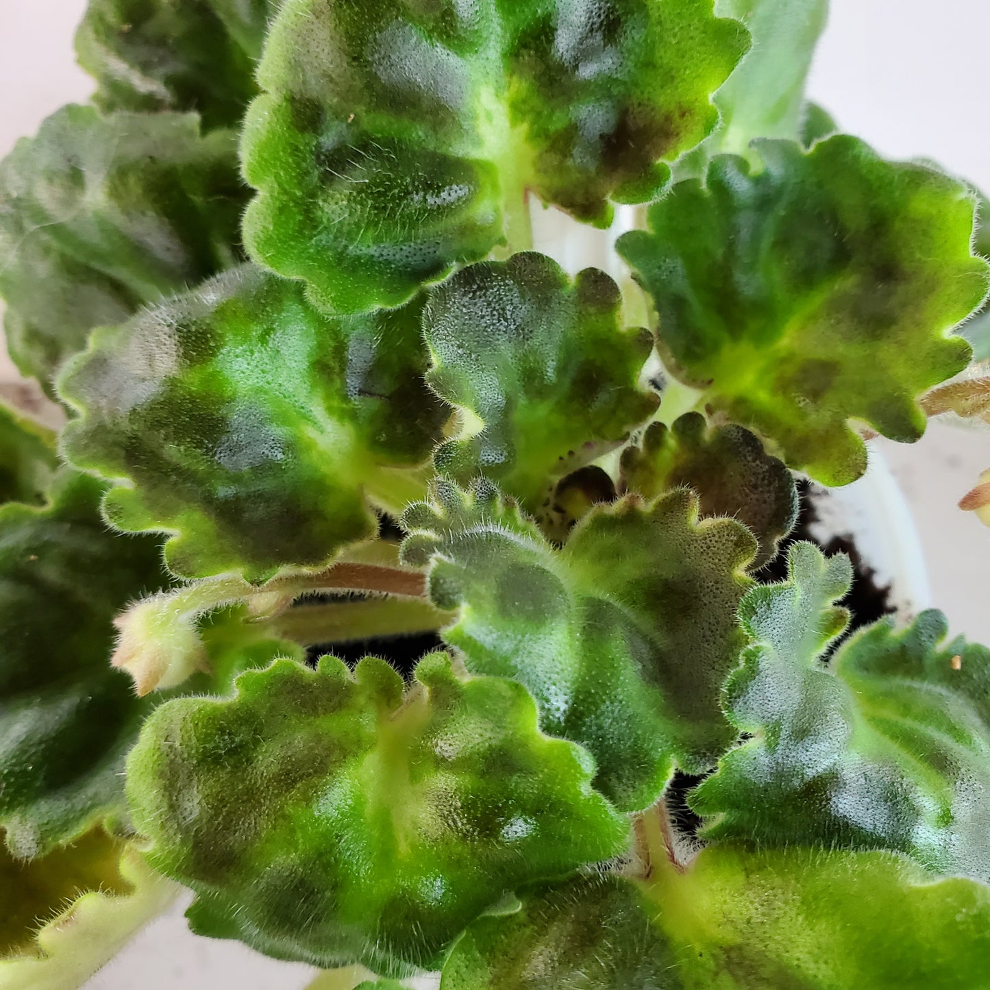 Bol's Early Morning Light