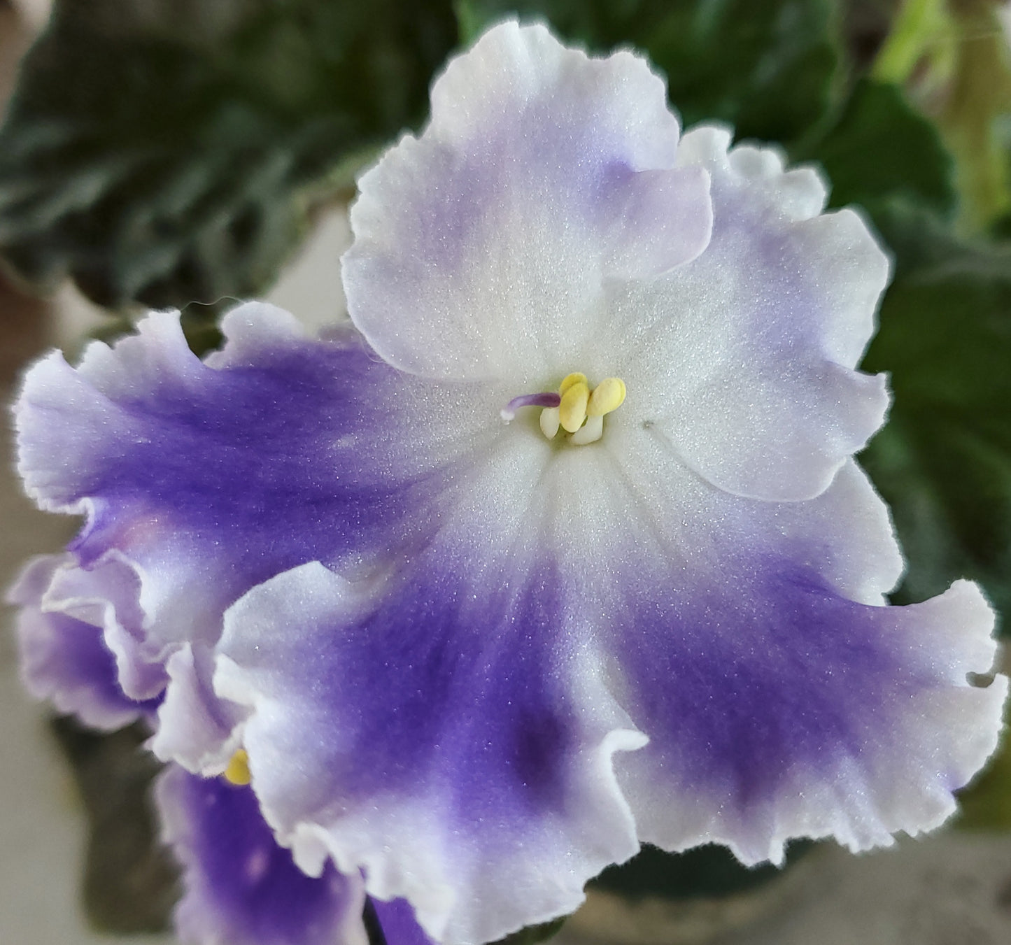 Cajun's Etheral Fairy