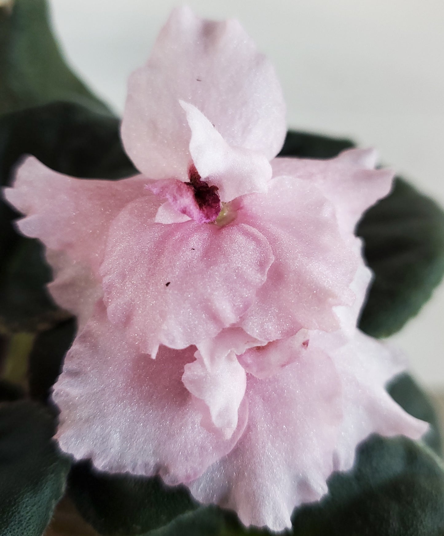 Cajun's Flamboyant Mistress