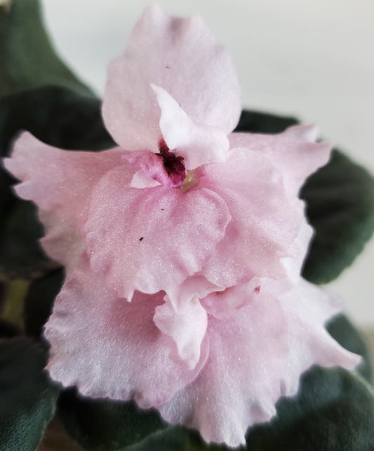 Cajun's Flamboyant Mistress