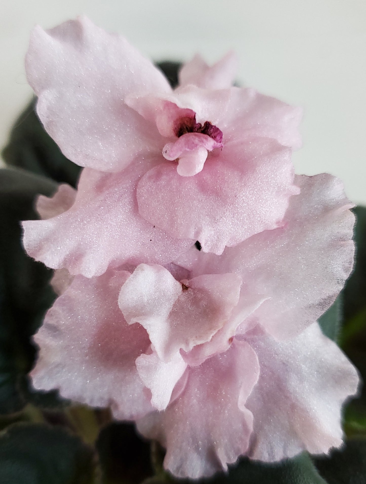 Cajun's Flamboyant Mistress