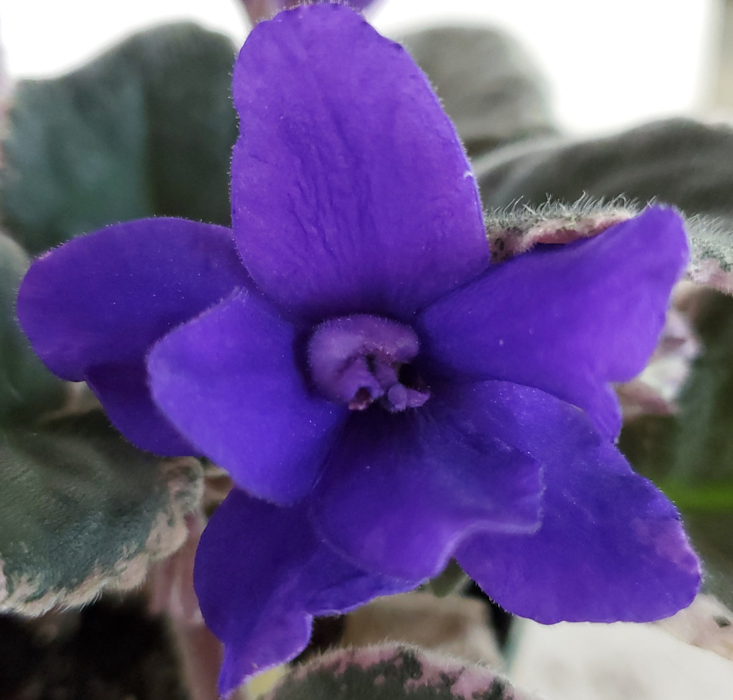 Cajun's Hill be Blue