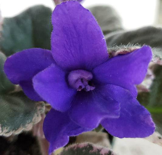 Cajun's Hill be Blue