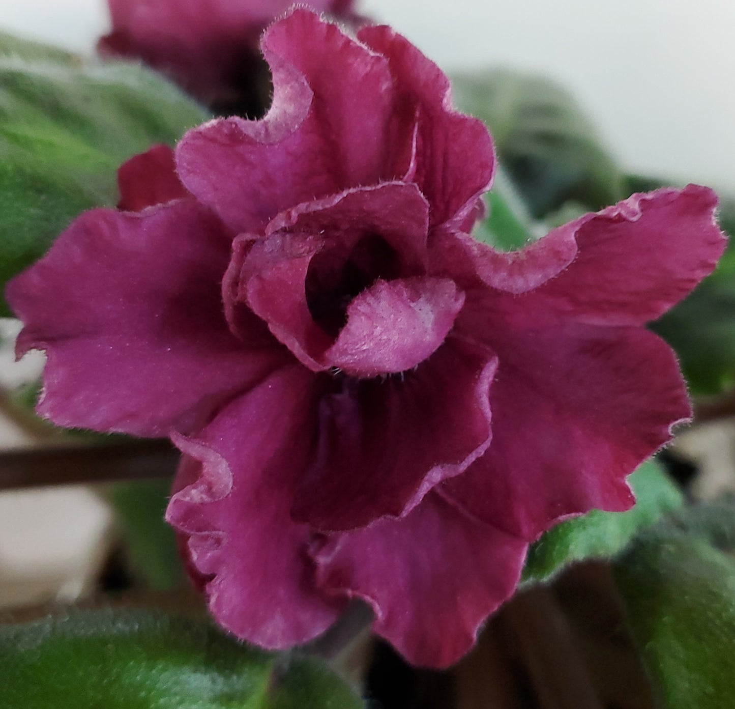 EK Krovavaja Orchideja