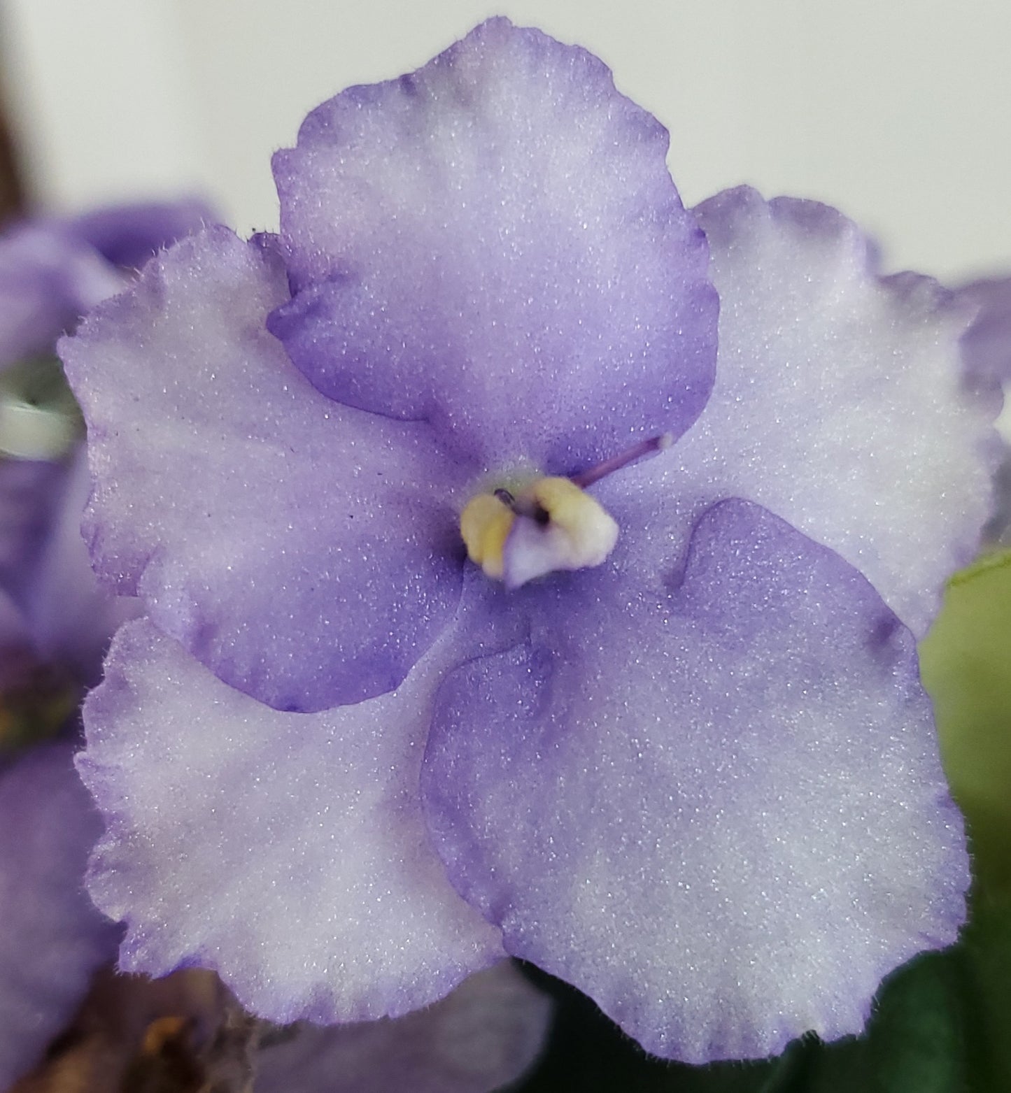 Imp's Magic Swirl sport