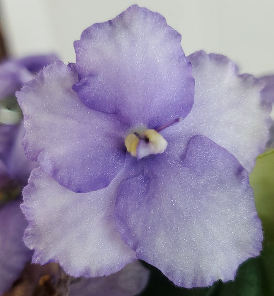 Imp's Magic Swirl sport